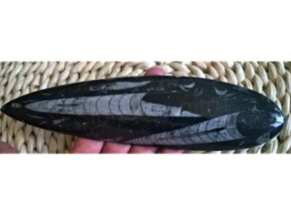 Orthoceras fosilie, placička 22,5 cm /244 g (Maroko) (X1073)