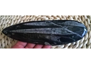 Orthoceras fosilie, placička 21,5 cm / 304 g (Maroko) (X1074)