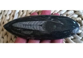 Orthoceras fosilie, placička 13 cm / 120 g (Maroko) (X1078)