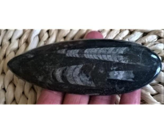 Orthoceras fosilie, placička 12,8 cm / 109 g (Maroko) (X1079)