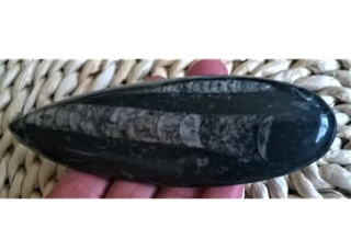 Orthoceras fosilie, placička 14 cm / 148 g (Maroko) (X1080)