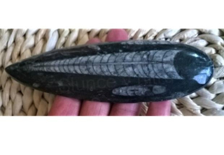 Orthoceras fosilie, placička 14 cm /136 g (Maroko) (X1082)