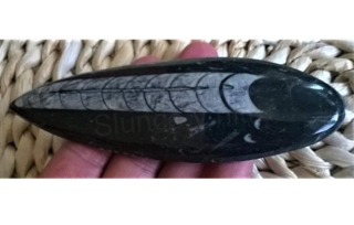 Orthoceras fosilie, placička 12,5 cm /97 g (Maroko) (X1089)