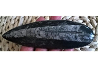 Orthoceras fosilie, placička 15,3 cm / 146 g (Maroko) (X1090)