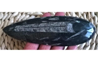 Orthoceras fosilie, placička 15,8 cm / 174 g (Maroko) (X1091)