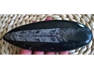 Orthoceras fosilie, placička 17,7 cm / 215 g (Maroko) (X1092)