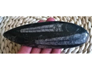 Orthoceras fosilie, placička 16,4 cm / 161 g (Maroko) (X1093)