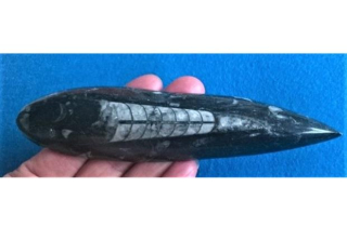 Orthoceras fosilie, placička 15,3 cm / 99 g (Maroko) (X1105)