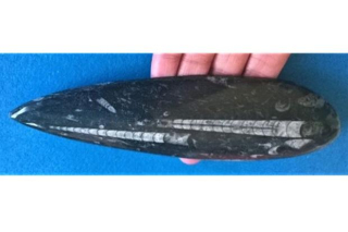 Orthoceras fosilie, placička 18,5 cm /174 g (Maroko) (X1106)