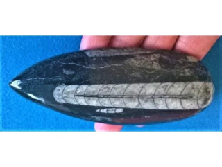 Orthoceras fosilie, placička 12 cm / 116 g (Maroko) (X1107)