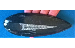 Orthoceras fosilie, placička 15,5 cm /116 g (Maroko) (X1108)