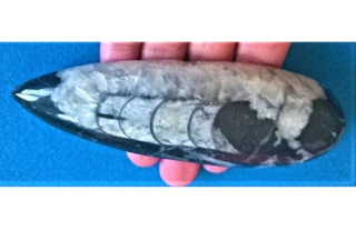 Orthoceras fosilie, placička 13 cm / 127 g (Maroko) (X1109)