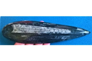 Orthoceras fosilie, placička 20 cm / 230 g (Maroko) (X1110)