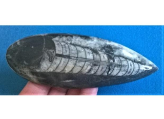 Orthoceras fosilie, placička 13,5 cm / 152 g (Maroko) (X1111)