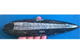 Orthoceras fosilie, placička 22,5 cm / 302 g (Maroko) (X1112)