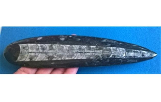Orthoceras fosilie, placička 22 cm /271 g (Maroko) (X1113)