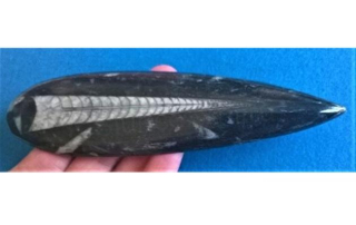 Orthoceras fosilie, placička 10.4 cm / 123 g (Maroko) (X1116)