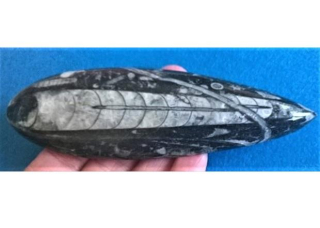 Orthoceras fosilie, placička 13,5 cm / 108 g (Maroko) (X1117)
