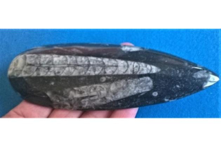Orthoceras fosilie, placička 15 cm / 161 g (Maroko) (X1118)