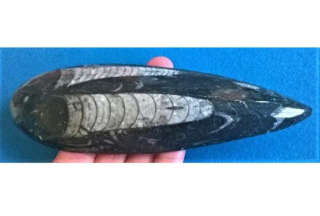 Orthoceras fosilie, placička 17,7 cm / 206 g (Maroko) (X1125)