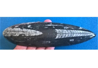 Orthoceras fosilie, placička 18,3 cm / 214 g (Maroko) (X1127)