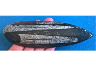 Orthoceras fosilie, placička 17 cm / 213 g (Maroko) (X1128)