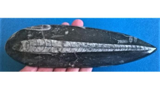 Orthoceras fosilie, placička 21 cm /298 g (Maroko) (X1129)
