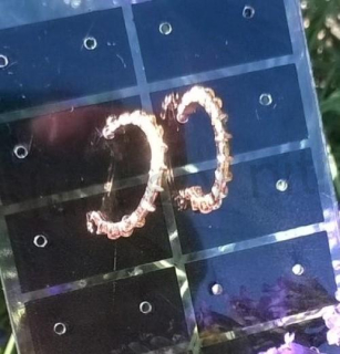 Puzetové náušnice mořské plody z chirurgické oceli kruh (BB663)