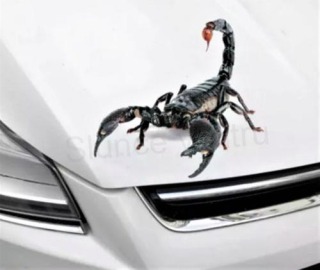 Samolepky na auto Štír, škorpion (E678)